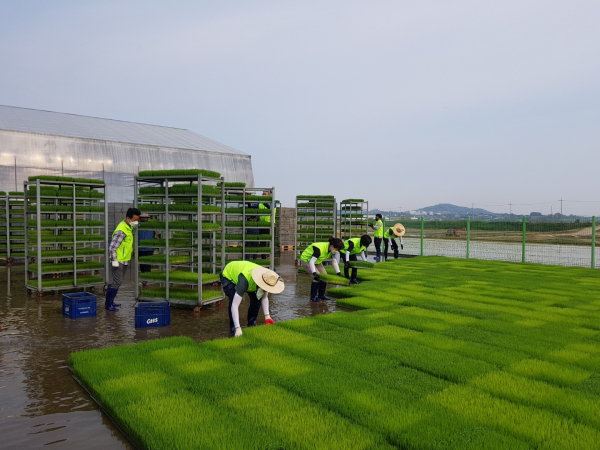농협충남검사국, 농촌일손돕기 봉사활동 실시 모습