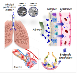 생체 내 주입된 초미세먼지와 나노미세먼지 모델물질의 이동 경로 모식도
