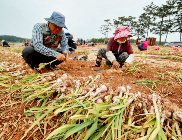 태안마늘 수확 모습