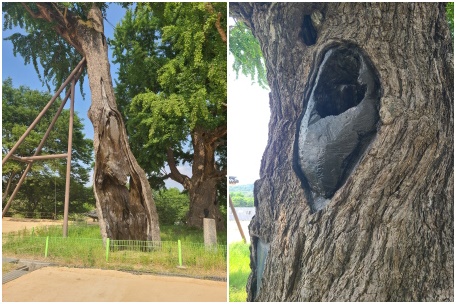 면천은행나무 해당 사업 완료 사진