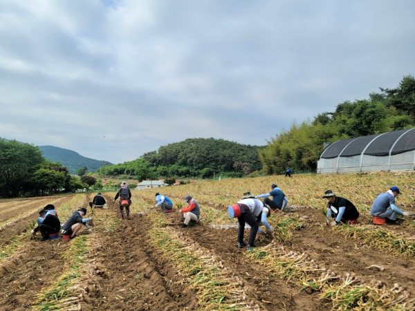 농협대전공판장, 충남 서산시 인지면 일원, 마늘 수확(캐기) 작업 봉사 실시