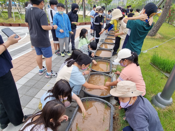 세종시 대평초는 텃논 모내기 체험 프로그램을 진행했다.
