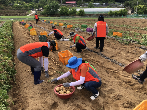감자 재배농가 찾아 농촌일손돕기 진행 모습