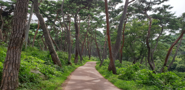 천년의 숲길 사진