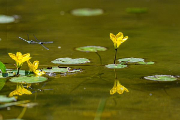 침산동 방아미천 위쪽 노랑어리연꽃 자생군락지