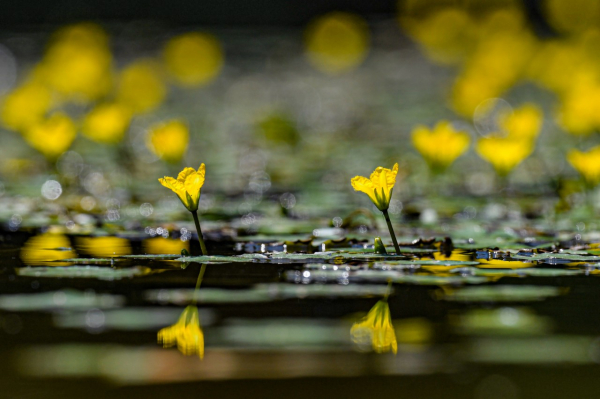 침산동 방아미천 위쪽 노랑어리연꽃 자생군락지