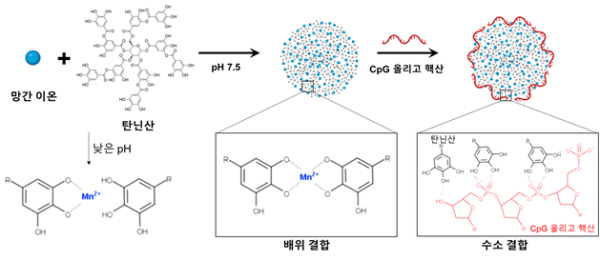 (그림2) 망간 이온과 타닌산을 이용한 면역활성 나노입자 합성 모식도