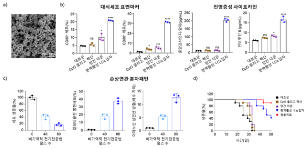 (그림3) 면역활성 나노입자에 의한 면역세포 활성화 및 비가역적 전기천공법에 의한 암세포 사멸 효과