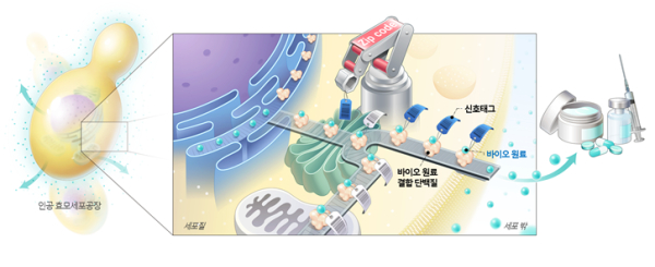 바이오원료를 생산하는 인공 세포공장(좌, 효모) 속의 특정 바이오원료를 세포 밖으로 배송할 수 있는 시스템