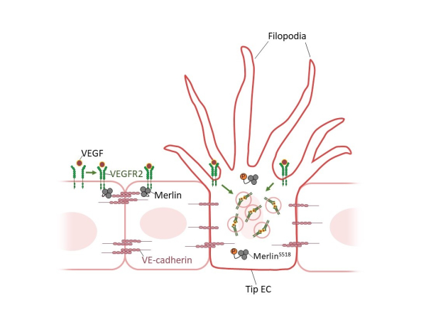 [그림1] 혈관신생 과정에서 첨단세포 활성화를 조절하는 Merlin의 수문장(Gatekeeper) 역할