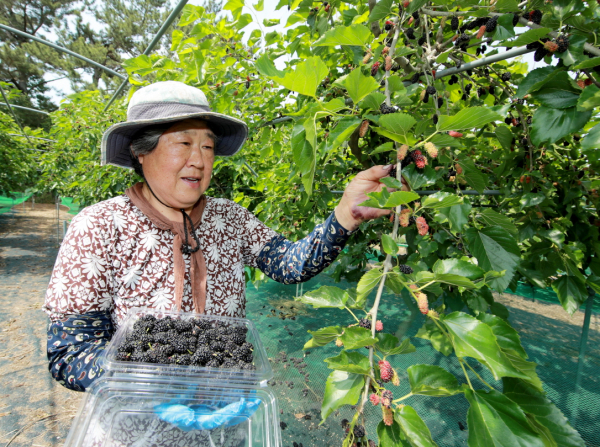 지난 13일 이원면 당산리의 한 농원에서 오디를 생산하는 모습.