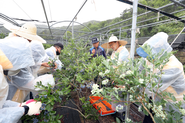 14일 충북 영동군 금강모치마을을 방문해 농촌 일손돕기를 시행하고 있다.