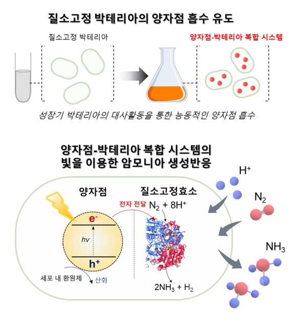 양자점-박테리아 복합 시스템 형성 및 빛을 이용한 암모니아 생성 반응