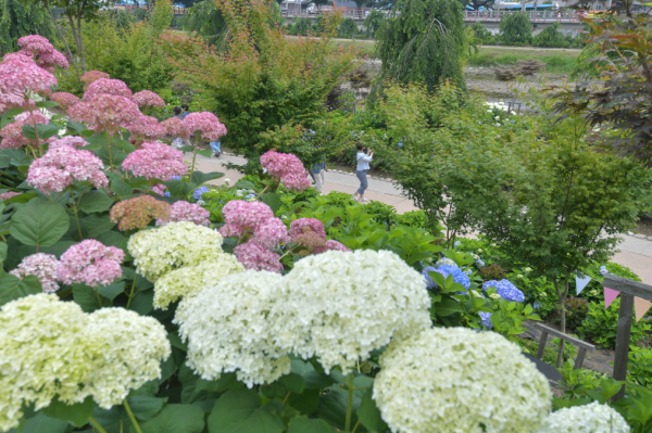 ‘제1회 공주 유구색동수국정원 꽃축제' 현장 스케치