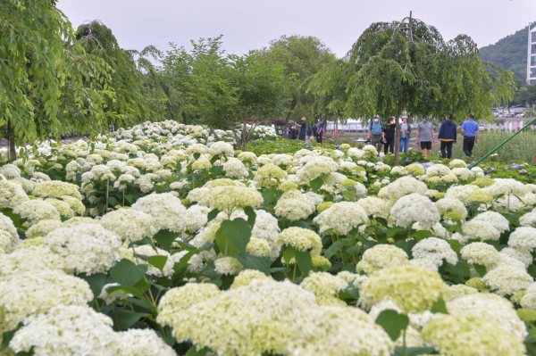 ‘제1회 공주 유구색동수국정원 꽃축제' 현장 스케치