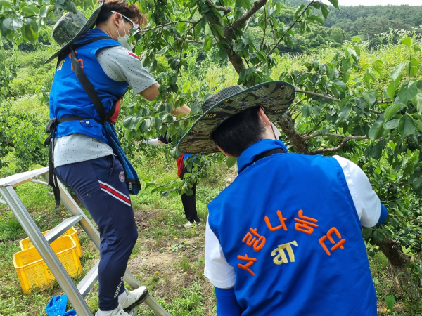 전남 순천 매실 농가 일손돕기 현장 모습