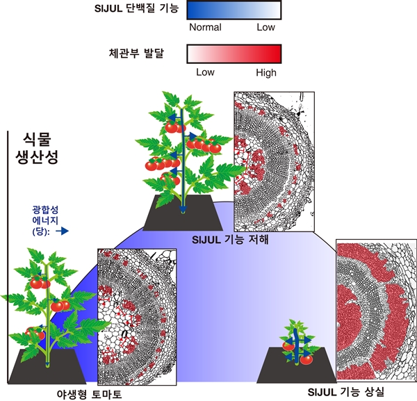 체관부 발달, 광합성에너지의 분배, 생산성 간의 상관관계 모식도