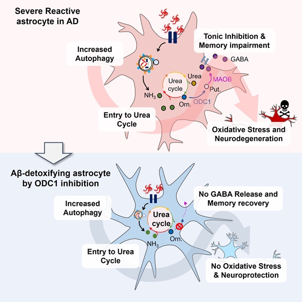 별세포 ODC1 억제 조절이 알츠하이머의 새로운 치료제 개발 표적이 될 수 있음을 나타내는 설명도
