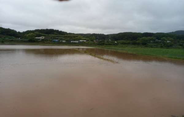 대산읍 농경지 침수 모습