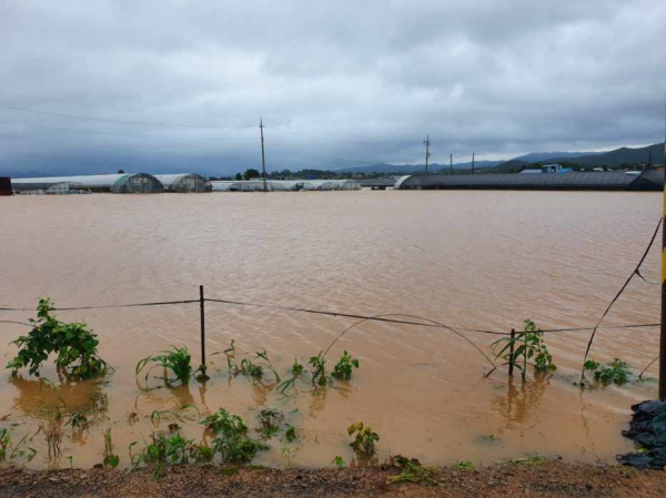 해미면 반양리 논침수 현장 모습