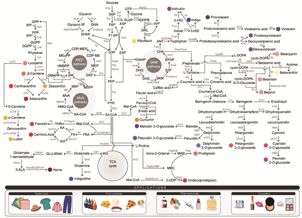 미생물 세포 공장을 개발해 생산된 대표 천연색소 생산을 위한 대사회로 지도