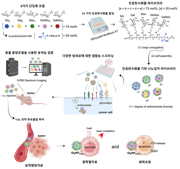 항암치료용 인공탄수화물 기반 나노 의약 플랫폼 개발 모식도