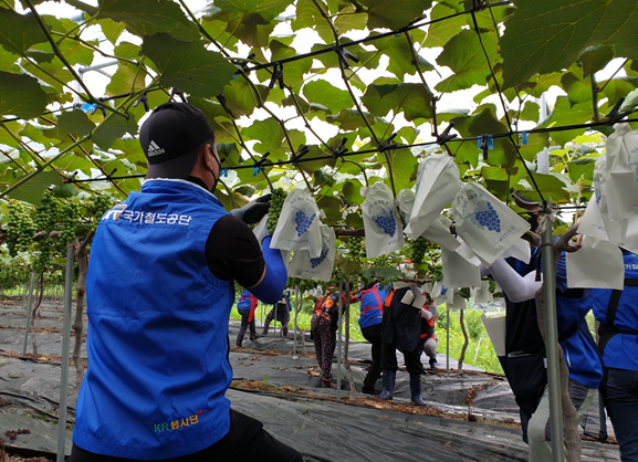 충청본부 봉사단이 14일 대전시 효평동에 소재한 포도농가를 방문해 일손돕기 봉사활동을 시행하고 있다.