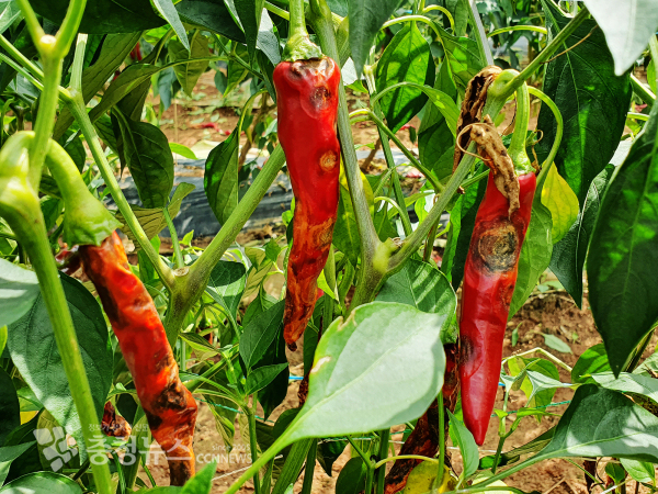 고추 탄저병 피해과실