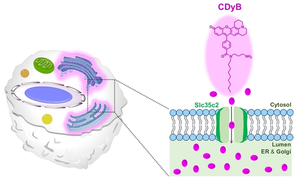 CDyB의 염색 기전