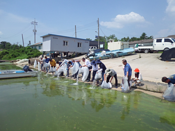 삽교호 뱀장어 치어 방류 장면