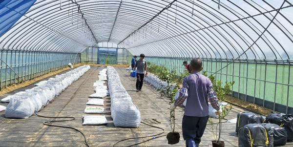 자활근로사업에 참가한 근로자가 일하는 모습