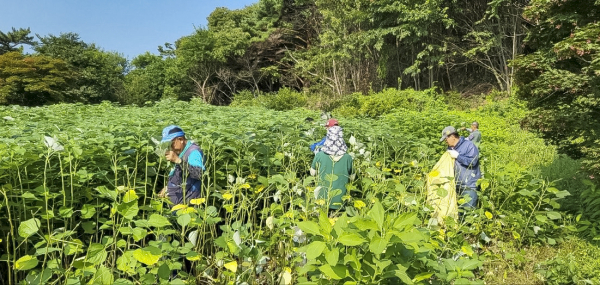 자활근로사업에 참가한 근로자가 일하는 모습