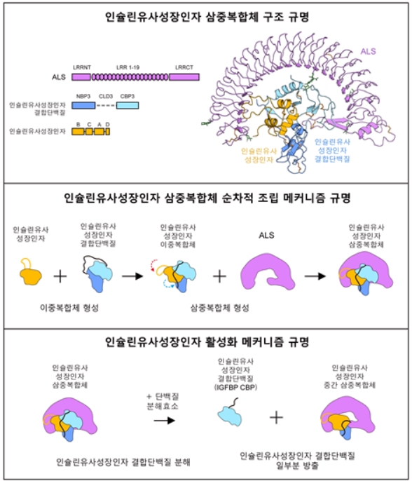 [그림] 논문 핵심 내용 모식도