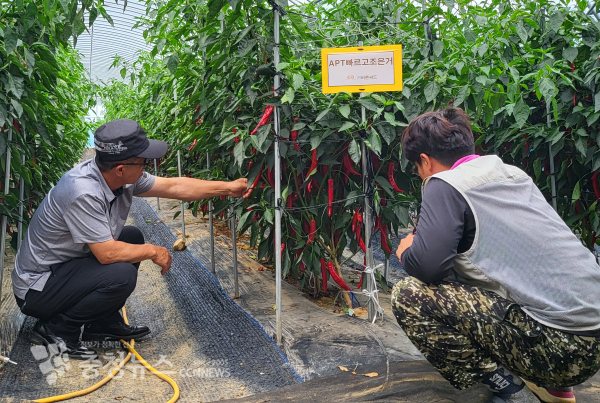 청양군농업기술센터 청년 농업인에게 고추 토마토 한우 멘토링 사업 추진한다.