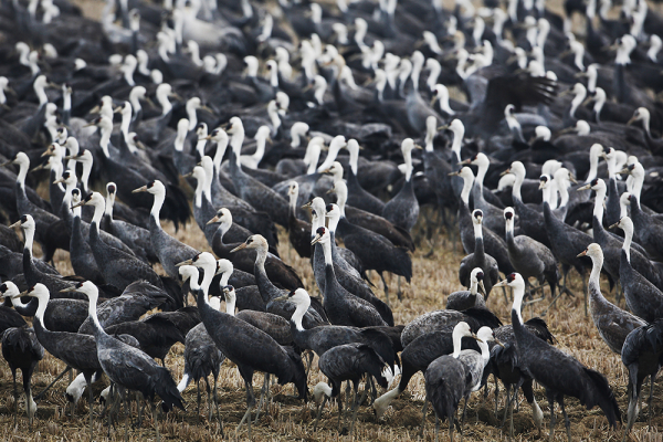 생태계서비스지불제계약사업 지역에서 관찰된 흑두루미