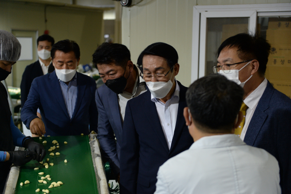 (홍성마늘, 싱가포르 시범 수출) 손질되는 홍성마늘을 둘러보는 이용록 홍성군수