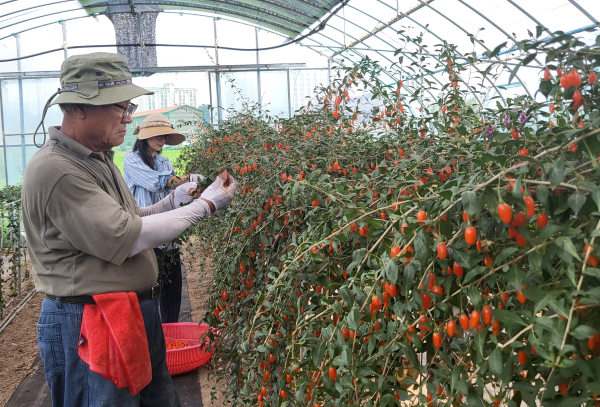 청양군 농가 구기자 수확 모습