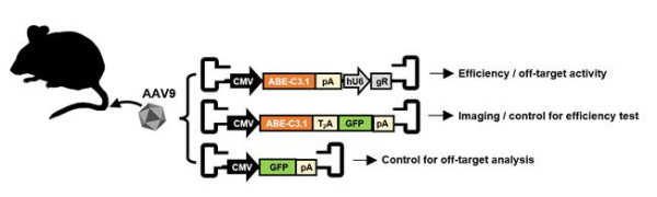개발한 초소형 염기 교정 유전자가위의 동물모델(마우스)에 적용한 모식도