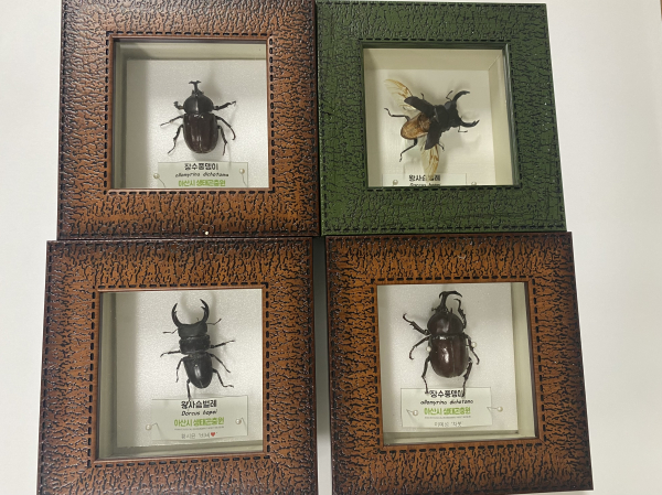 생태곤충원 곤충표본/공단 제공