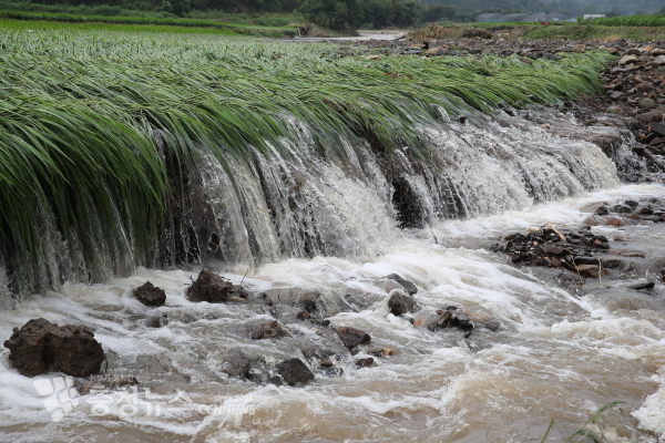 기록적인 폭우로 피해를 입은 청양군의 벼 재배지 모습.