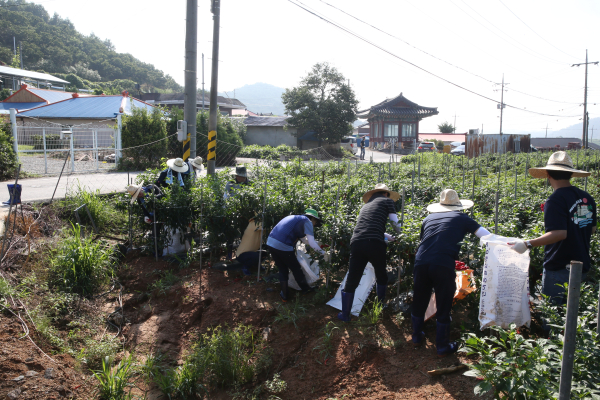하반기 농촌일손돕기 (고추수확 모습)