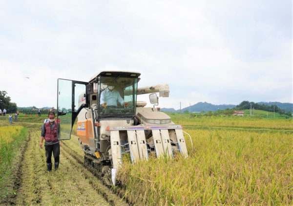 19일 천안시 청당동 오종수 농가 논에서 열린 올해 첫 벼베기 행사에서 박상돈 천안시장이 벼를 베고 있다.