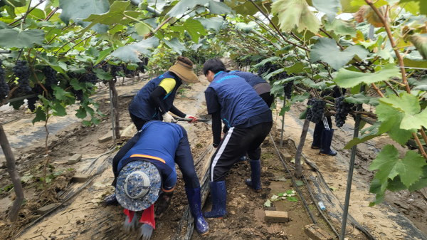천안교육지원청 부여군 은산면 수해복구 자원봉사 진행 모습