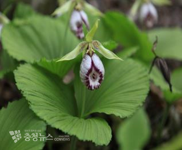 청양 고운식물원이 희귀식물 전시 부스 운영한다. 희귀식물인 광릉요강꽃 모습