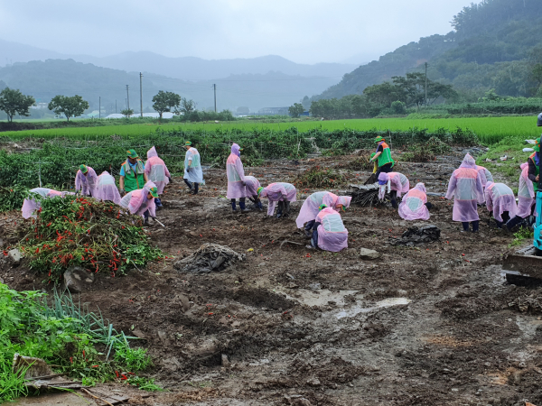 지난 23일 청양군 남양면 고추밭 피해복구 봉사현장 모습