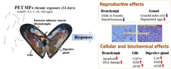 PET 미세섬유 노출로 인한 지중해담치의 독성 영향 모식도
