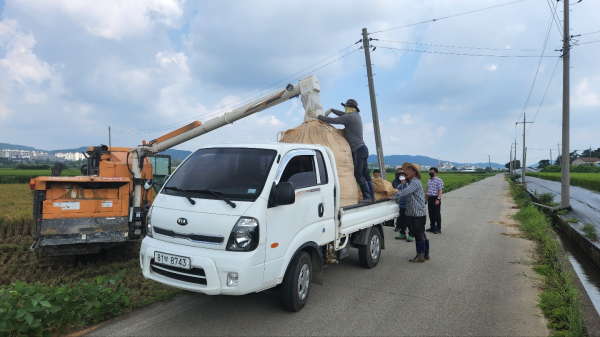 서산 첫 벼베기 모습