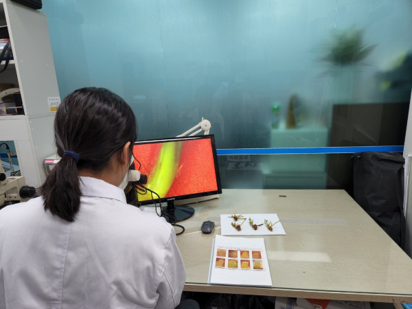 딸기 화아분화 검경서비스