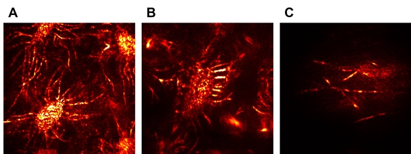 쥐의 두개골 내부와 뇌 신경망의 3차원 영상. 새로운 기술로 측정한 쥐의 두개골 내부의 골세포 영상(A, B)과 두개골 밑에 존재하는 뇌 신경망 영상(C).