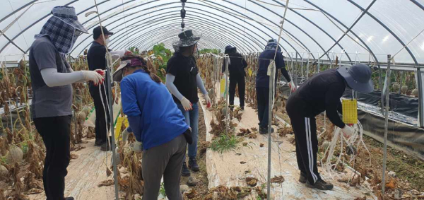 충남ㆍ충북 지역본부 합동 수해농가 피해복구 봉사활동 진행 모습